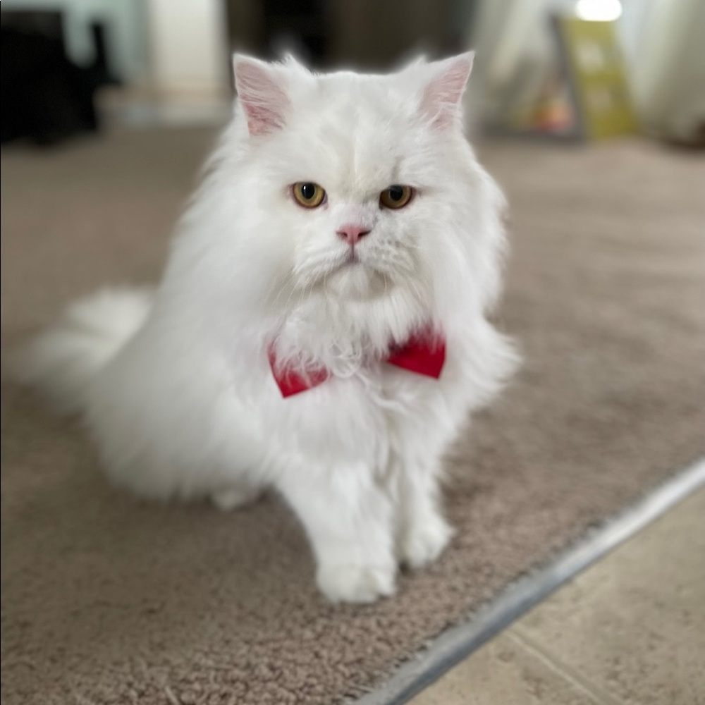 Meet your Posher, Carina